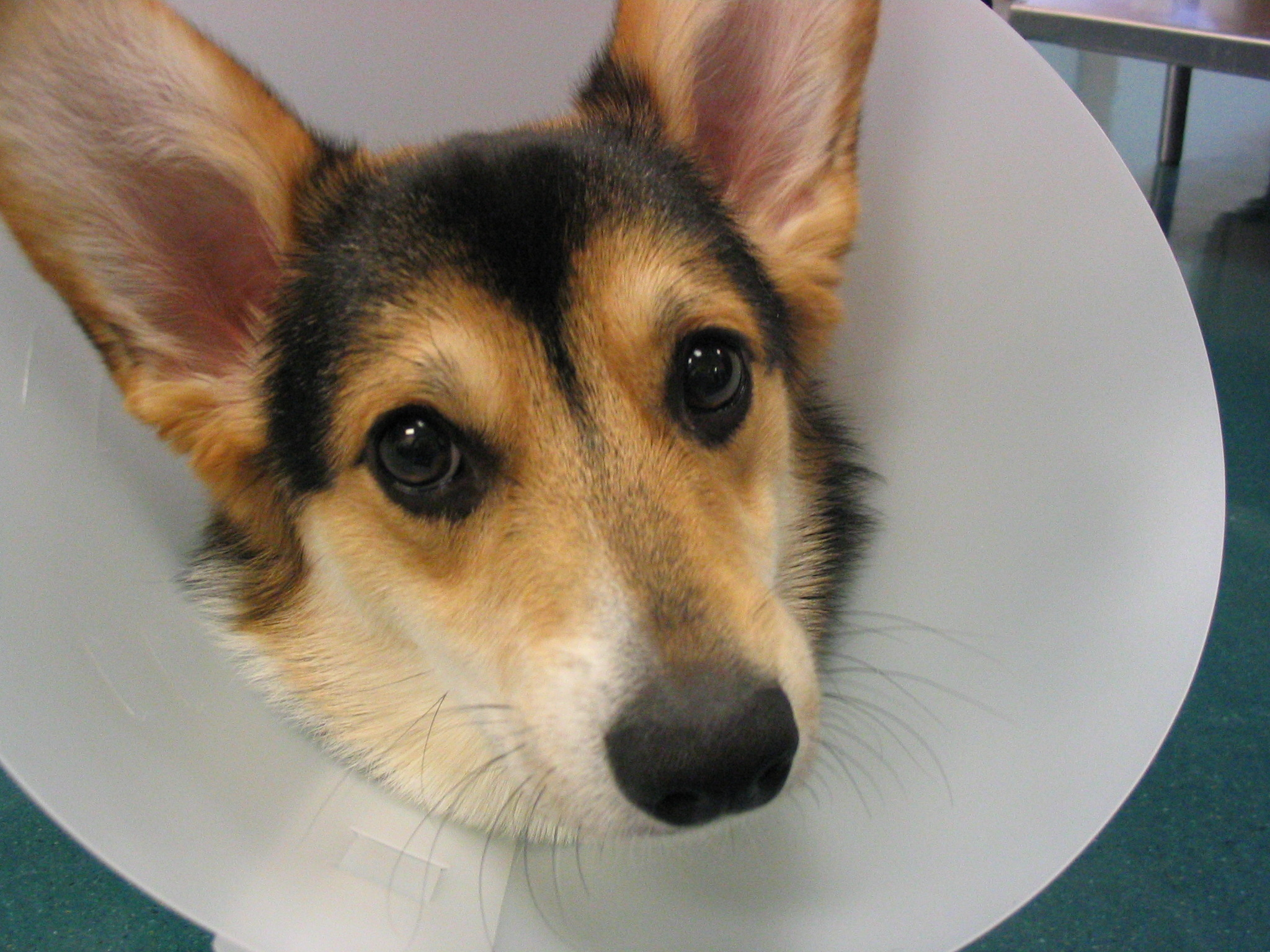 Best collar for dogs after surgery not plastic cones! Humans for Dogs