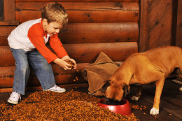 bigstock-Feeding-The-Dog-2541412