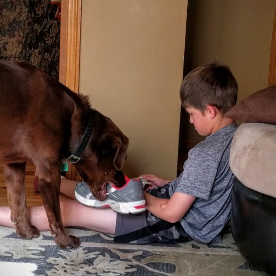 How can I keep my dog from chewing my shoes? Humans for Dogs